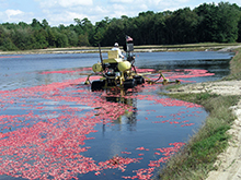 Cranberry Harvest